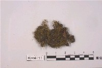 藏品(密枝羽苔)的圖片